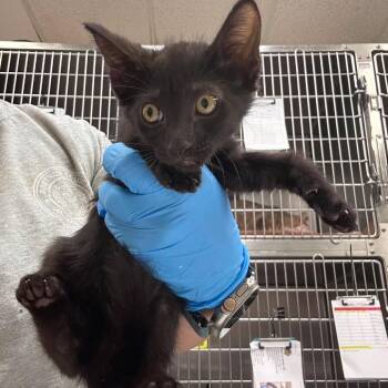 Clover 26-06-121 -  Domestic Medium Hair Cat for Adoption in Bastrop, Texas - Clover 26-06-121 | PetCurious