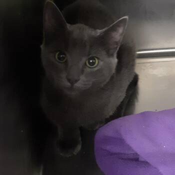 Domestic Short Hair Cats Available for Adoption - Stuart | PetCurious