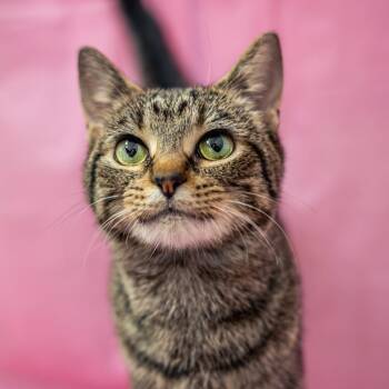Domestic Short Hair Cats Available for Adoption in Lynchburg, Virginia - Banana | PetCurious