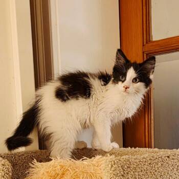 Panda -  Domestic Medium Hair Cat for Adoption in Silver Spring, Maryland - Panda | PetCurious