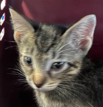 A139281 -  Domestic Short Hair Cat for Adoption in Palmetto, Florida - A139281 | PetCurious