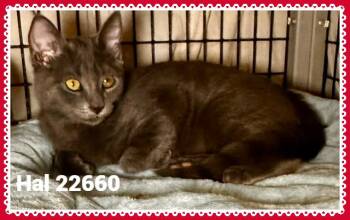 HAL(ALSO SEE MARLA& REGINA) -  Domestic Short Hair Cat for Adoption in Marietta, Georgia - HAL(ALSO SEE MARLA& REGINA) | PetCurious