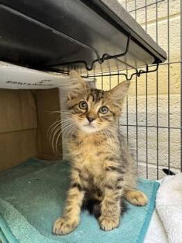 Cottonball -  Domestic Medium Hair and Domestic Short Hair Cat for Adoption in Vero Beach, Florida - Cottonball | PetCurious