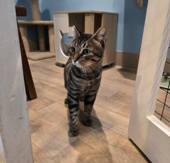 Ronnie -  Domestic Short Hair Cat for Adoption in Vancouver, Washington - Ronnie | PetCurious
