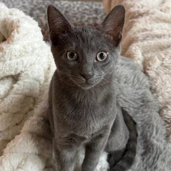 Luke -  Domestic Short Hair Cat for Adoption in San Antonio, Texas - Luke | PetCurious