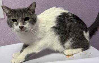 Domestic Short Hair Cats Available for Adoption in El Paso, Texas - Andromeda | PetCurious