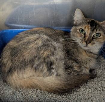 Rescue Domestic Short Hair Cats for Adoption in Little Rock, Arkansas - Rein | PetCurious