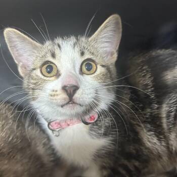 Domestic Short Hair Cats Available for Adoption in Leander, Texas - Rosie | PetCurious