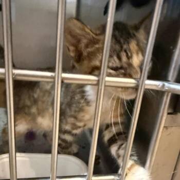 Moe -  Domestic Short Hair Cat for Adoption in Garfield, Arkansas - Moe | PetCurious
