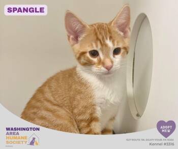 Spangle -  Domestic Short Hair Cat for Adoption in Eighty Four, Pennsylvania - Spangle | PetCurious