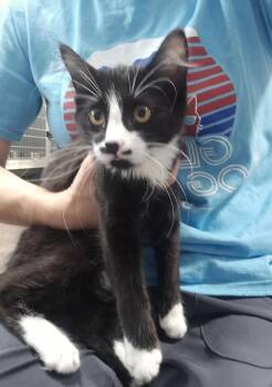 Crissy -  Domestic Short Hair Cat for Adoption in Dickson, Tennessee - Crissy | PetCurious