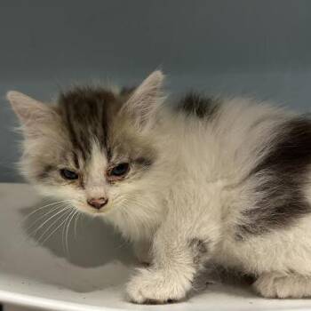 Jasper -  Domestic Medium Hair Cat for Adoption in Chattanooga, Tennessee - Jasper | PetCurious
