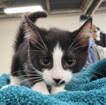 Kittten Adobe -  Domestic Short Hair Cat for Adoption in Cuyahoga Falls, Ohio - Kittten Adobe | PetCurious