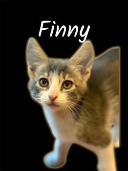 Finny -  Domestic Short Hair Cat for Adoption in Auburn, California - Finny | PetCurious