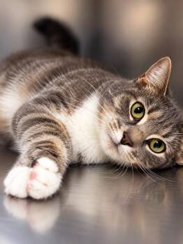 Nancy -  Domestic Short Hair Cat for Adoption in Lima, Ohio - Nancy | PetCurious