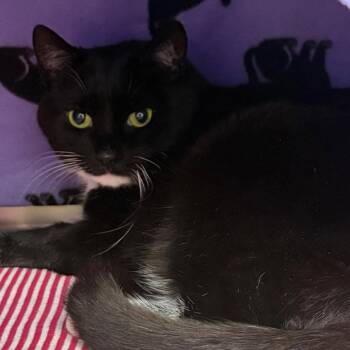 Domestic Short Hair Cats Available for Adoption in Greenville, South Carolina - Tippy | PetCurious