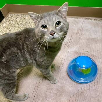 Hubert -  Domestic Short Hair Cat for Adoption in Cheyenne, Wyoming - Hubert | PetCurious