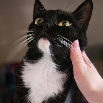 Betty -  Domestic Medium Hair Cat for Adoption in Hamilton, Ontario - Betty | PetCurious