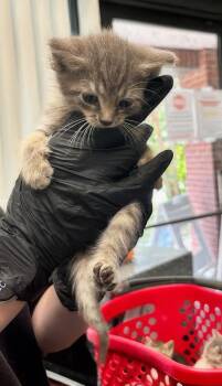 Benji -  Domestic Short Hair Cat for Adoption in Nashville, Tennessee - Benji | PetCurious