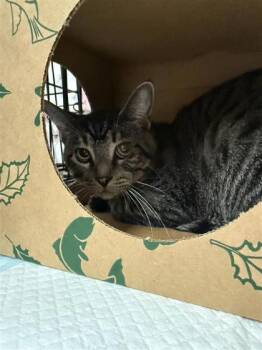 Shamrock -  Domestic Short Hair Cat for Adoption in Kansas City, Missouri - Shamrock | PetCurious