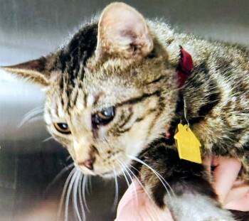 Rescue Domestic Short Hair Cats for Adoption in St. Louis, Missouri - TAIL THUMPER | PetCurious