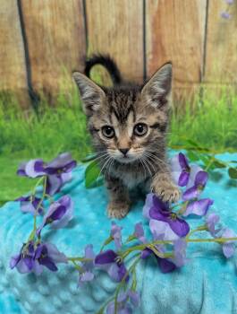 Domestic Short Hair Cats Available for Adoption - Natalie Decker | PetCurious