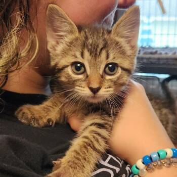 Chickadee -  Domestic Short Hair Cat for Adoption - Chickadee | PetCurious
