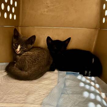 Sylvia -  Domestic Short Hair Cat for Adoption in New York, New York - Sylvia | PetCurious