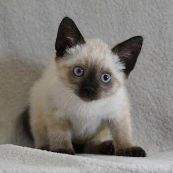 Briar -  Domestic Short Hair and Siamese Cat for Adoption in Sunnyvale, California - Briar | PetCurious
