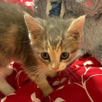 Wisp -  Domestic Medium Hair Cat for Adoption in Winchester, Virginia - Wisp | PetCurious