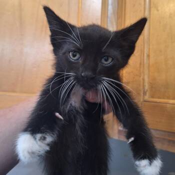 Terreto -  American Shorthair Cat for Adoption in Grantsville, Utah - Terreto | PetCurious