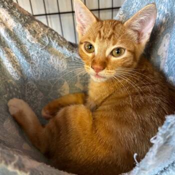 Rescue Domestic Short Hair Cats for Adoption in Webster, Texas - Joe | PetCurious