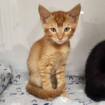 Colby -  Domestic Short Hair Cat for Adoption in Sunnyvale, California - Colby | PetCurious