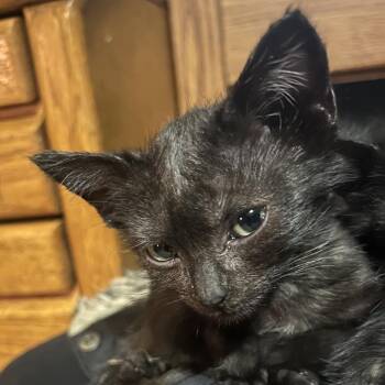 Purrsia -  Domestic Short Hair Cat for Adoption in Veneta, Oregon - Purrsia | PetCurious