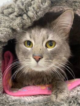 Domestic Long Hair Cats Available for Adoption in Fall River, Massachusetts - Cadbury | PetCurious