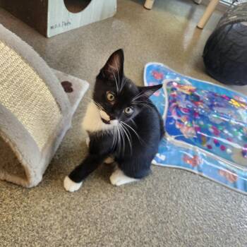 Spotty -  Domestic Short Hair Cat for Adoption in Brockton, Massachusetts - Spotty | PetCurious