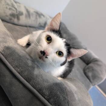 Isla -  Domestic Short Hair Cat for Adoption in Watertown, New York - Isla | PetCurious