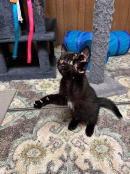 Bombay Cats Available for Adoption in Flint Hill, Virginia - Levi | PetCurious