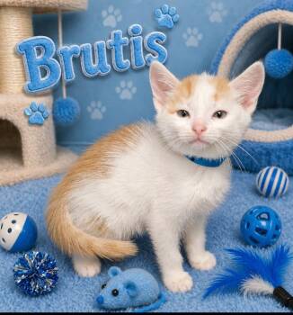 Domestic Short Hair Cats Available for Adoption in Washington Court House, Ohio - Brutis | PetCurious