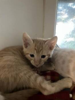 Domestic Short Hair Cats Available for Adoption in Long Beach, California - COSBY | PetCurious