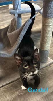 Gandalf -  Domestic Short Hair Cat for Adoption in Elmsford, New York - Gandalf | PetCurious