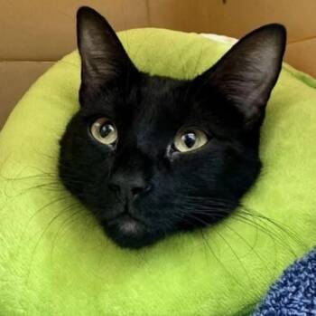 Rescue Domestic Short Hair Cats for Adoption in St. George, Utah - Kiwi | PetCurious