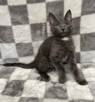Norman Rockwell -  Domestic Medium Hair Cat for Adoption in Benld, Illinois - Norman Rockwell | PetCurious