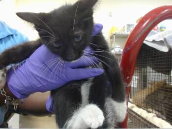 PILAR -  Domestic Short Hair Cat for Adoption in Doral, Florida - PILAR | PetCurious