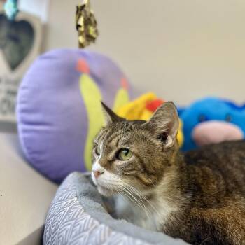 Rescue Domestic Short Hair Cats for Adoption in Angleton, Texas - Nefertiti | PetCurious