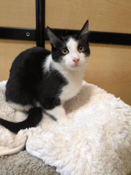 Domestic Medium Hair Cats Available for Adoption - Hersey | PetCurious