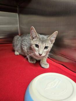 Rescue Domestic Short Hair Cats for Adoption in Hilton Head Island, South Carolina - Lestat | PetCurious