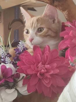 Carrot -  Domestic Short Hair and Tabby Cat for Adoption in Morgan Hill, California - Carrot | PetCurious