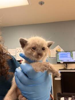 RON -  Domestic Short Hair Cat for Adoption in Riverside, California - RON | PetCurious
