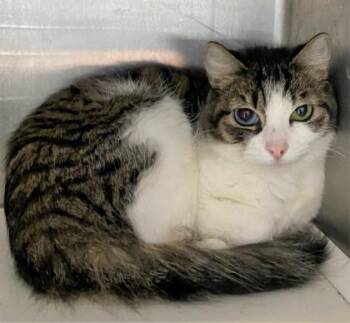 Domestic Short Hair Cats Available for Adoption - Daisy  (Daytona) | PetCurious